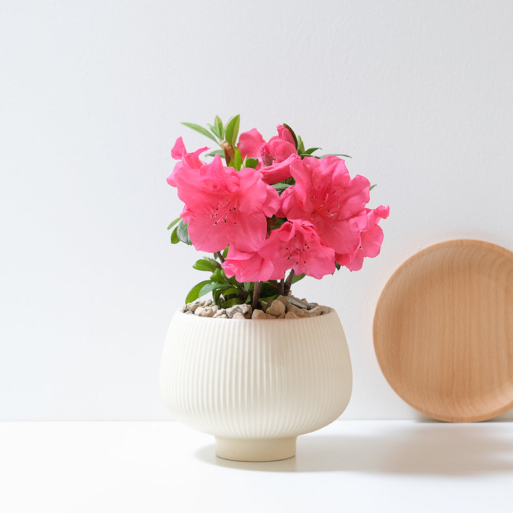 玫瑰杜鵑 | 開花期長 | 適合半日照陽台 | 比利時杜鵑 | 西洋杜鵑 | 陽光植物