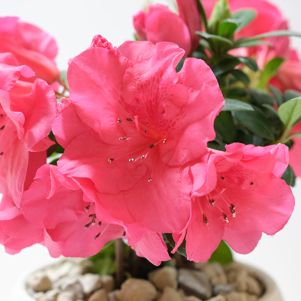 玫瑰杜鵑 | 開花期長 | 適合半日照陽台 | 比利時杜鵑 | 西洋杜鵑 | 陽光植物