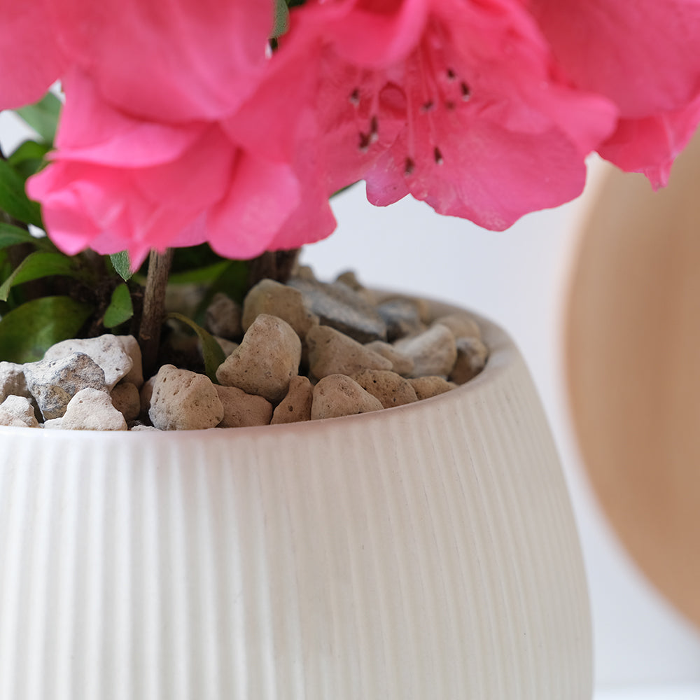 玫瑰杜鵑 | 開花期長 | 適合半日照陽台 | 比利時杜鵑 | 西洋杜鵑 | 陽光植物