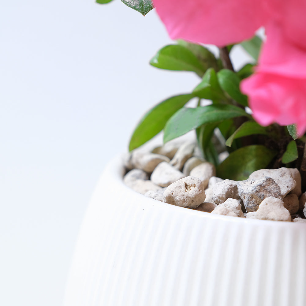 玫瑰杜鵑 | 開花期長 | 適合半日照陽台 | 比利時杜鵑 | 西洋杜鵑 | 陽光植物