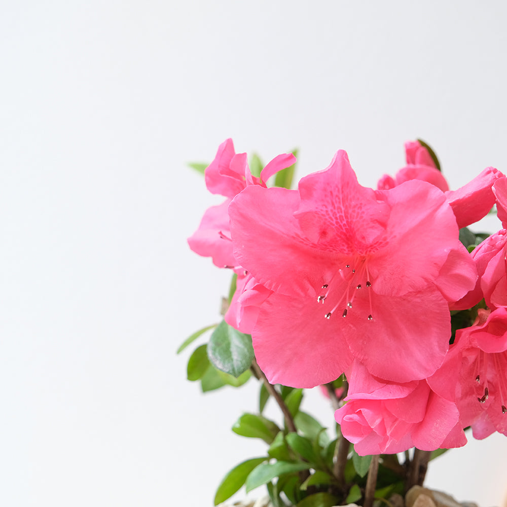 玫瑰杜鵑 | 開花期長 | 適合半日照陽台 | 比利時杜鵑 | 西洋杜鵑 | 陽光植物