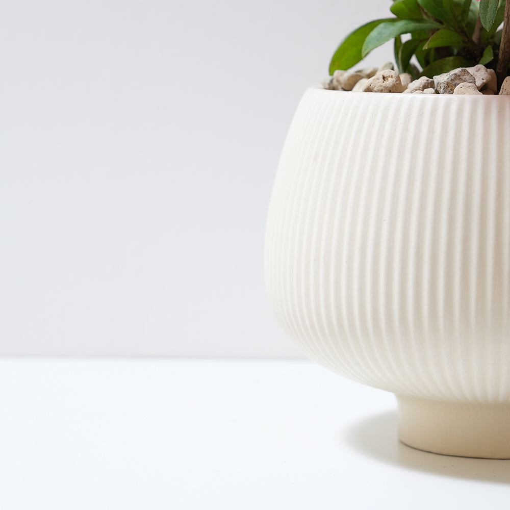 玫瑰杜鵑 | 開花期長 | 適合半日照陽台 | 比利時杜鵑 | 西洋杜鵑 | 陽光植物