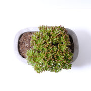 小人之祭 | 綠色葉片帶有紅色條紋 | 陽光植物