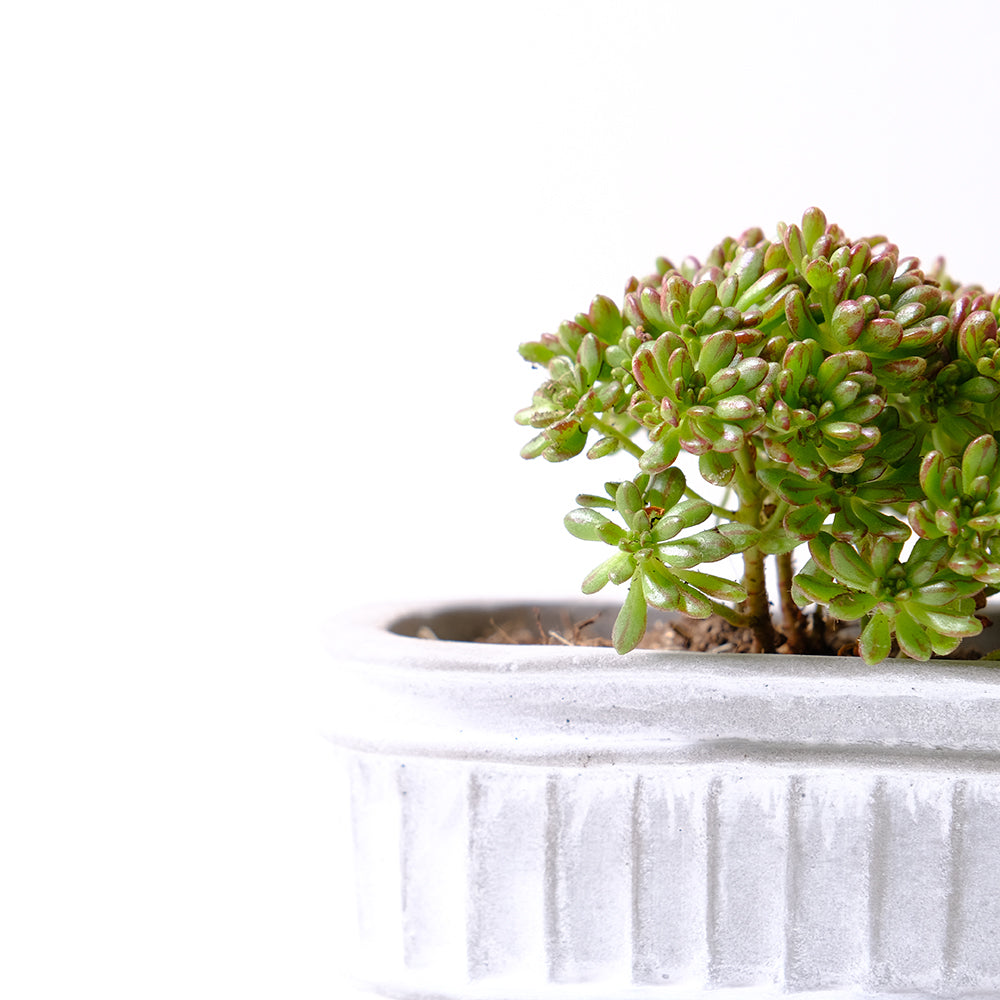 小人之祭 | 綠色葉片帶有紅色條紋 | 陽光植物