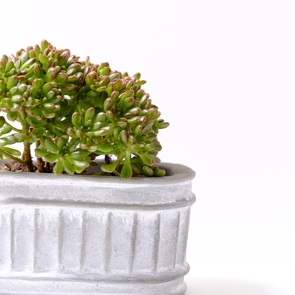 小人之祭 | 綠色葉片帶有紅色條紋 | 陽光植物