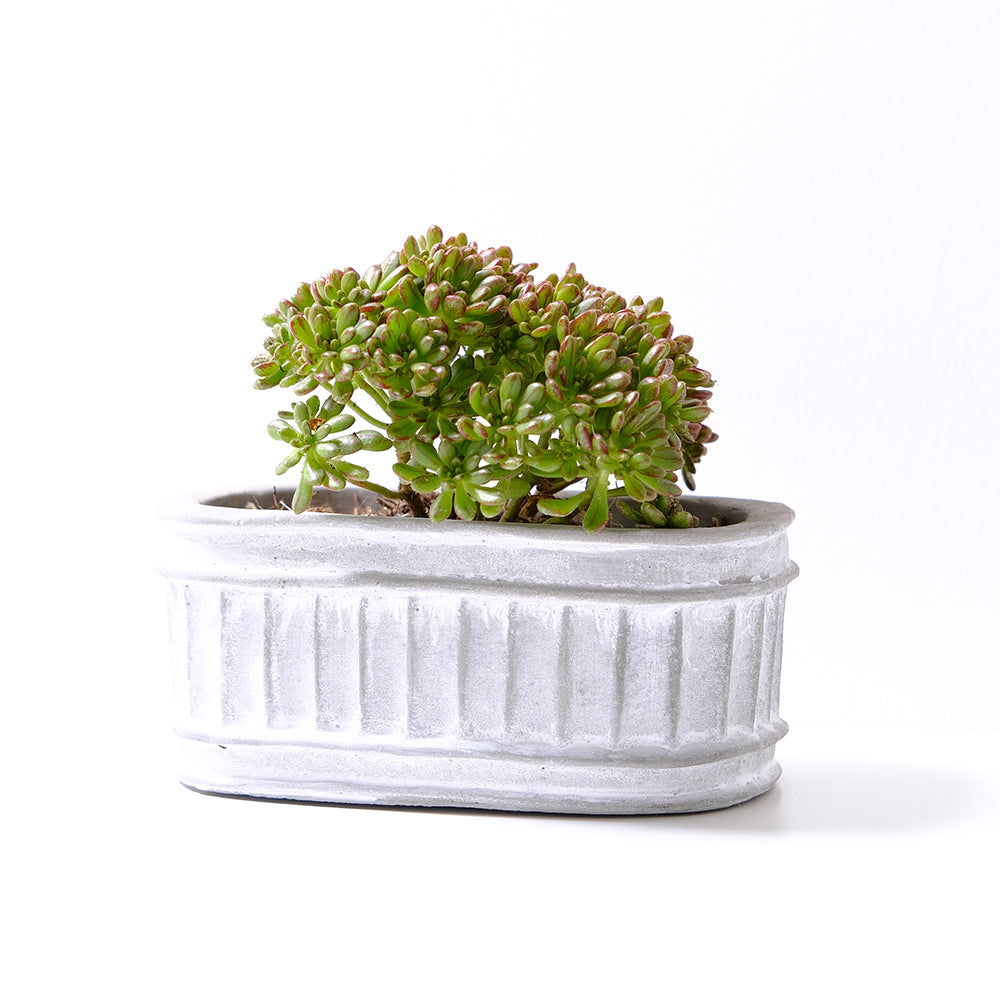 小人之祭 | 綠色葉片帶有紅色條紋 | 陽光植物