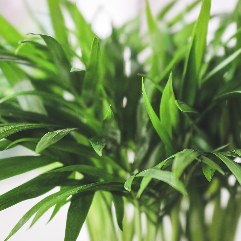 袖珍椰子盆栽 | 淨化空氣優等生 | 兒童、 寵物安全 | 小型棕櫚|室內植物 | 小品盆栽