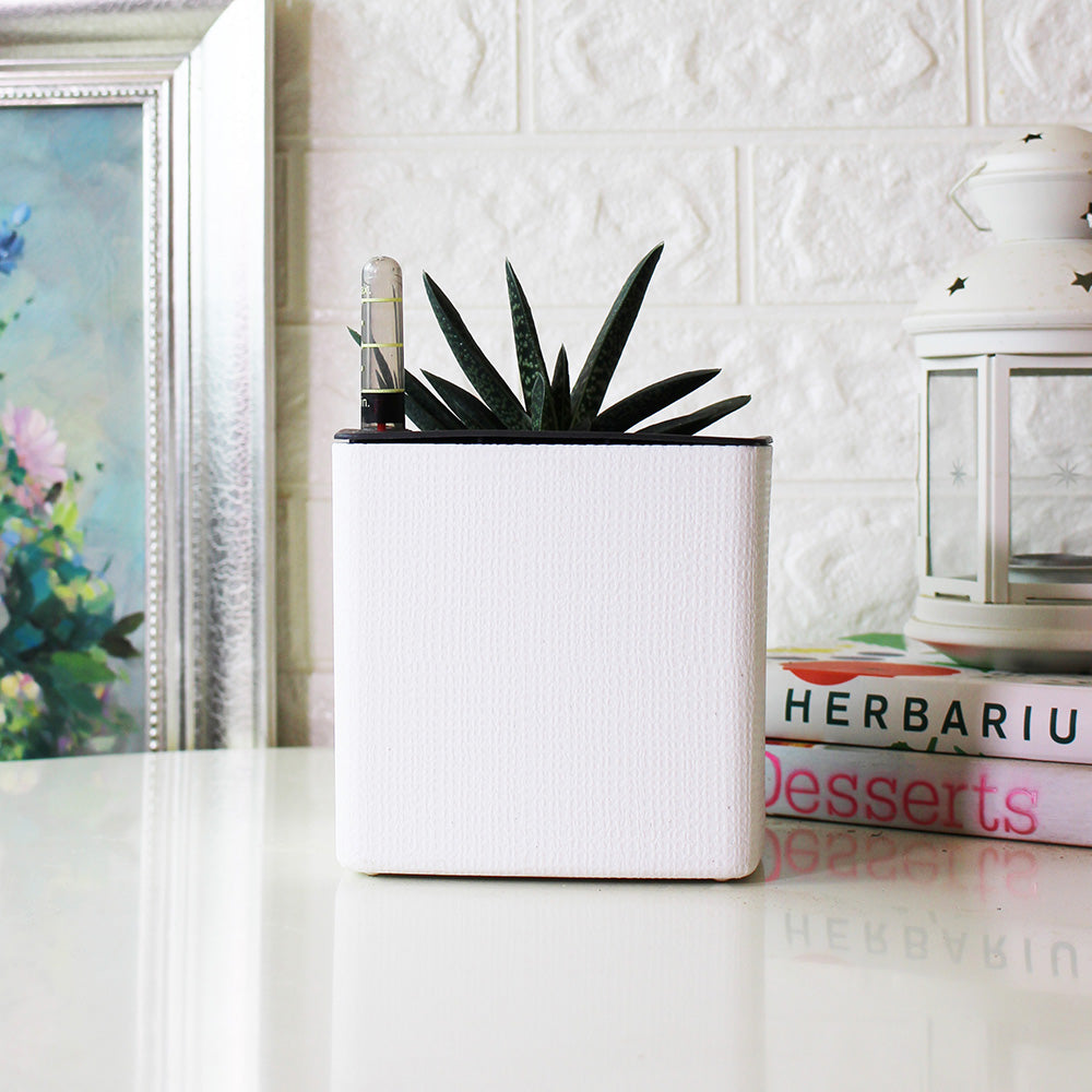 子寶盆栽 | 多肉植物 | 陽光植物