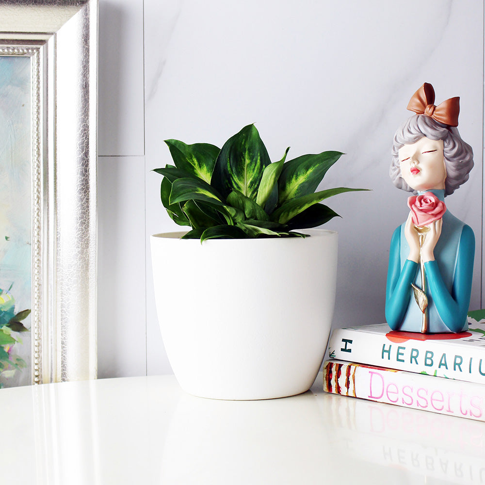 瑪麗安 | 水耕|室內植物|無土栽培