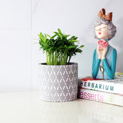 蘭嶼羅漢松 | 耐強風 | 台灣本土 | 種子植物 | 陽光植物