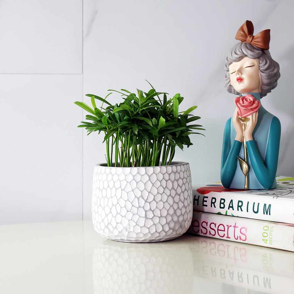 蘭嶼羅漢松 | 耐強風 | 台灣本土 | 種子植物 | 陽光植物