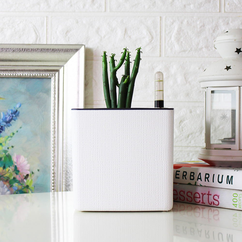 綠珊瑚盆栽 | 多肉植物 | 陽光植物