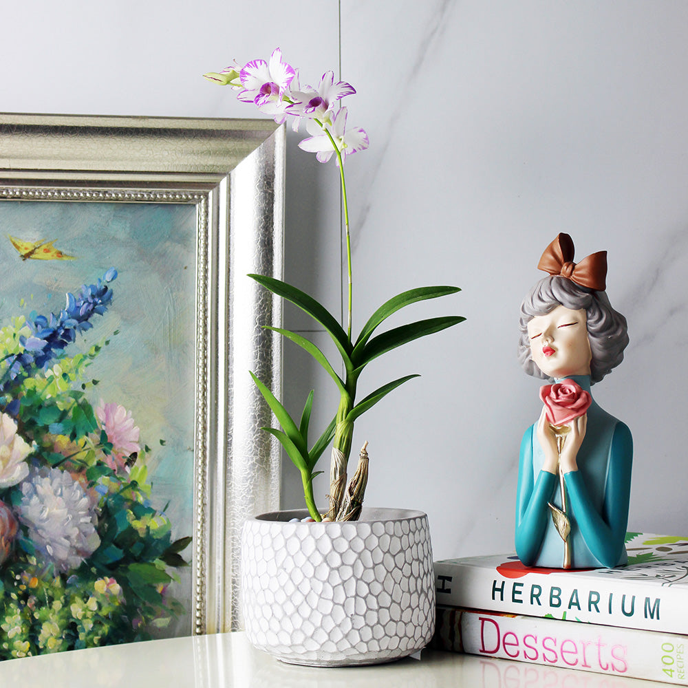 彩虹舞曲石斛蘭 | 春石斛蘭 | 秋石斛蘭 | 花色非常漂亮 | 陽光植物