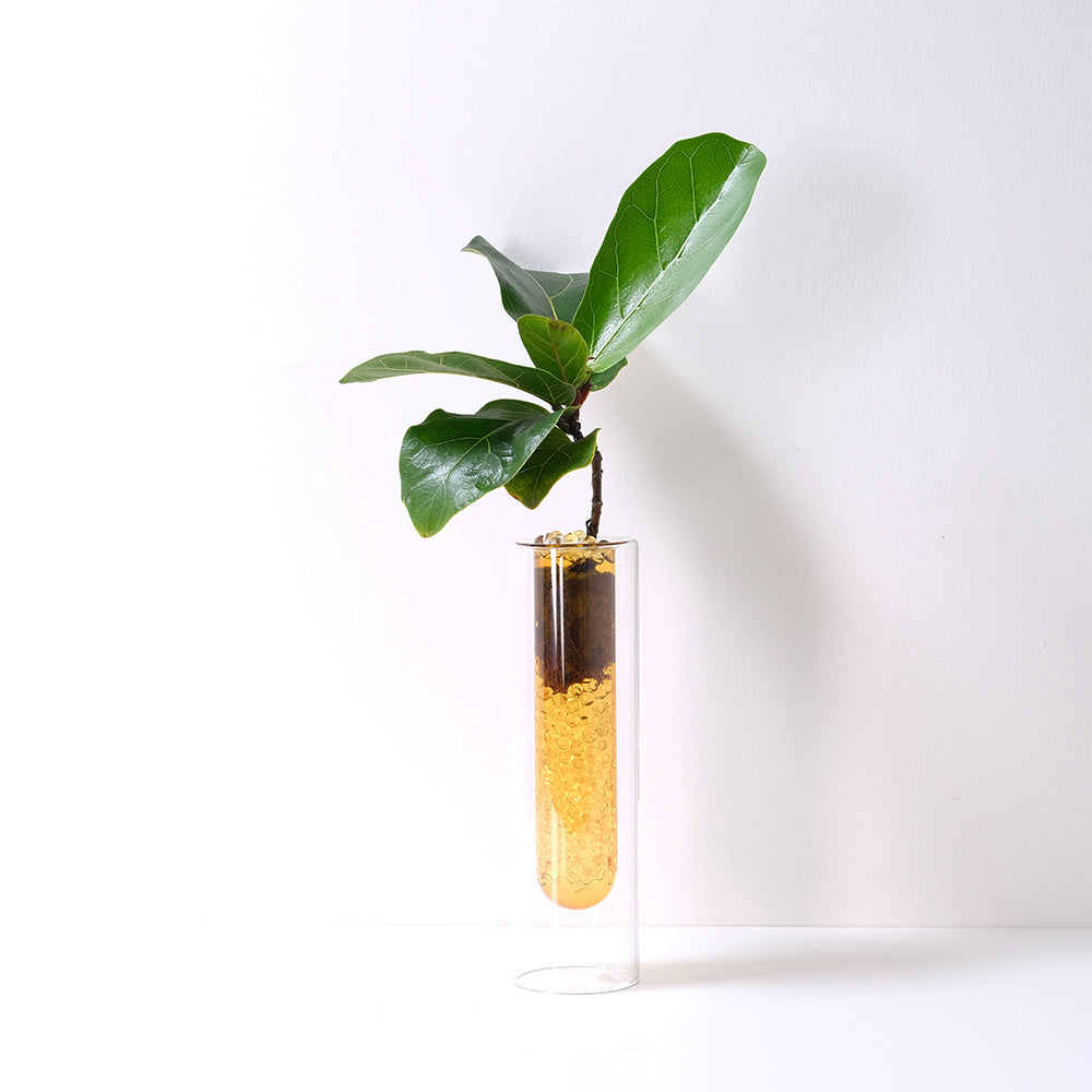 琴葉榕 | 水耕 | 提琴樹 | 淨化空氣 | 維持濕度 | 無土栽培 | 室內植物
