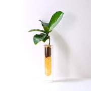 琴葉榕 | 水耕 | 提琴樹 | 淨化空氣 | 維持濕度 | 無土栽培 | 室內植物