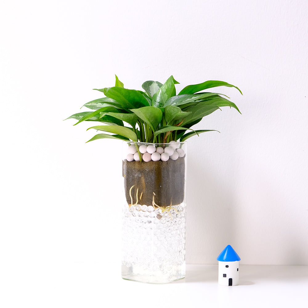 巴黎美人粗肋草 | 葉面有白色的閃電紋路 | 水耕|無土栽培|室內植物