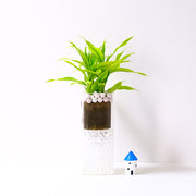 黃竹 | 綠竹 | 開運竹 | 水耕 | 很耐陰 | 萬年青的一種 | 無土栽培 | 室內植物