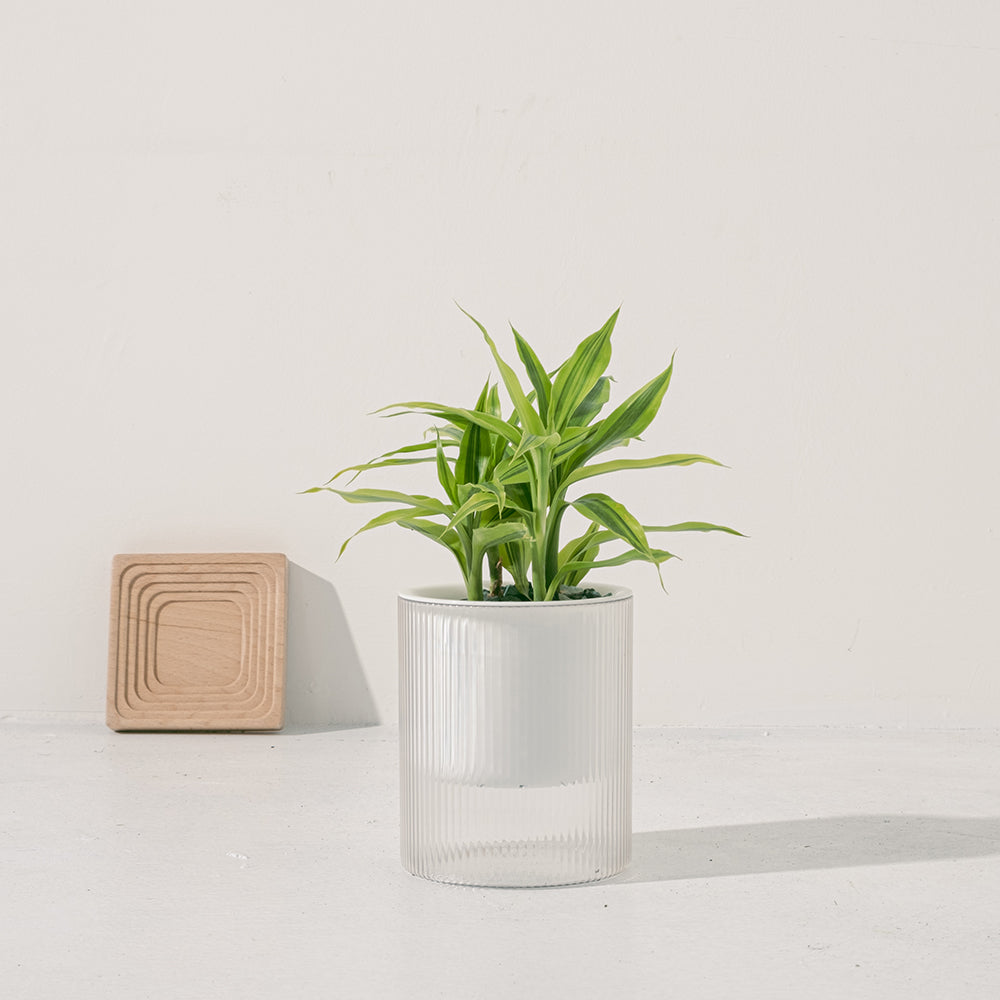 黃竹 | 綠竹 | 開運竹 | 水耕 | 很耐陰 | 萬年青的一種 | 無土栽培 | 室內植物