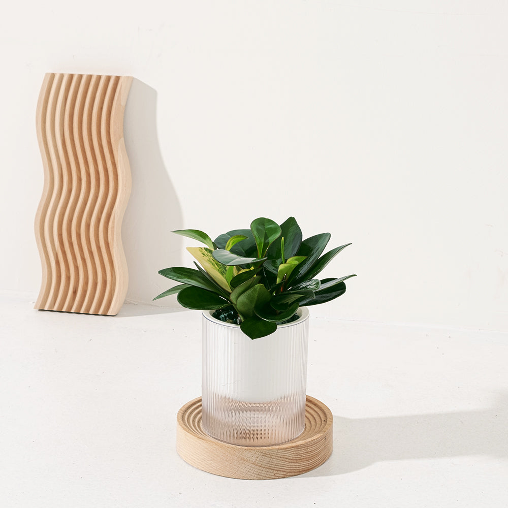 綠葉圓葉椒草 | 斑葉圓葉椒草 | 水耕 | 無土栽培 | 好照顧 | 兒童、 寵物安全 | 移除甲醛 | 室內植物