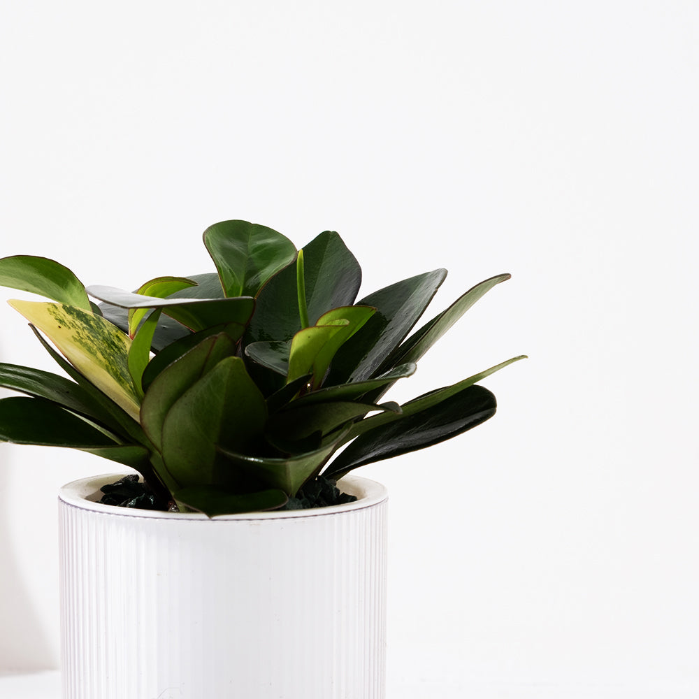 綠葉圓葉椒草 | 斑葉圓葉椒草 | 水耕 | 無土栽培 | 好照顧 | 兒童、 寵物安全 | 移除甲醛 | 室內植物