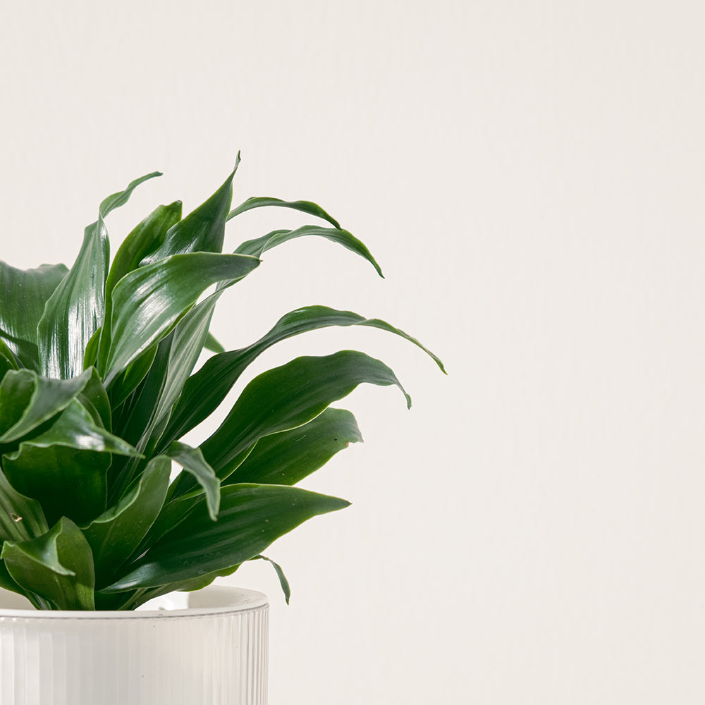 阿波羅|水耕 | 密葉龍血樹 | 無土栽培| 廁所OK | 室內植物