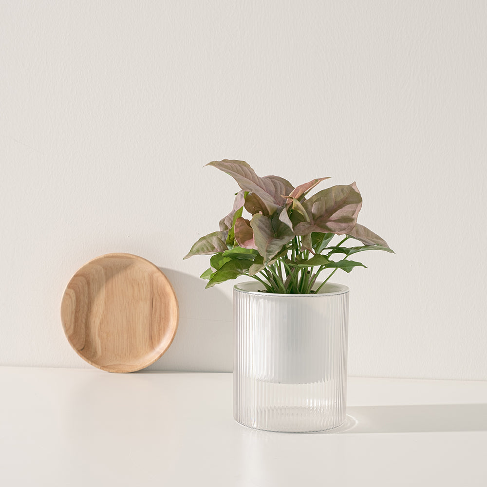 粉紅佳人合果芋 | 水耕 | 好照顧 | 無土栽培 | 室內植物