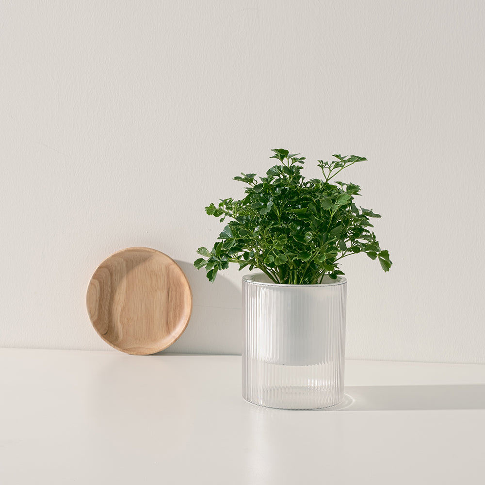 福祿桐|綠葉福祿桐|招財植物 | 水耕 | 無土栽培 | 芹葉品種 | 室內植物