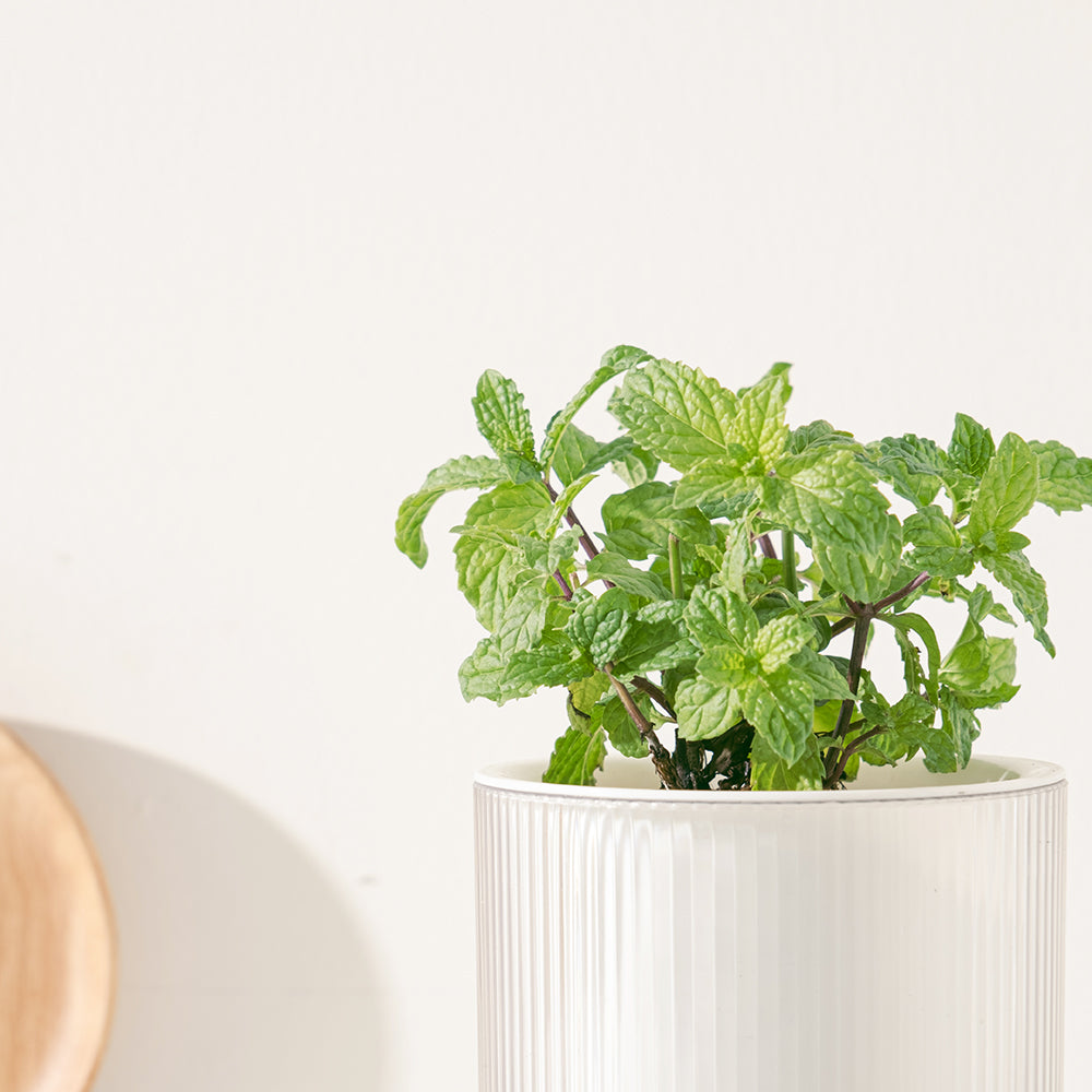 綠薄荷 | 水耕 | 最受歡迎的薄荷 | 泡茶 | 薄荷醬 | 甜點 | 無土栽培 | 陽光植物