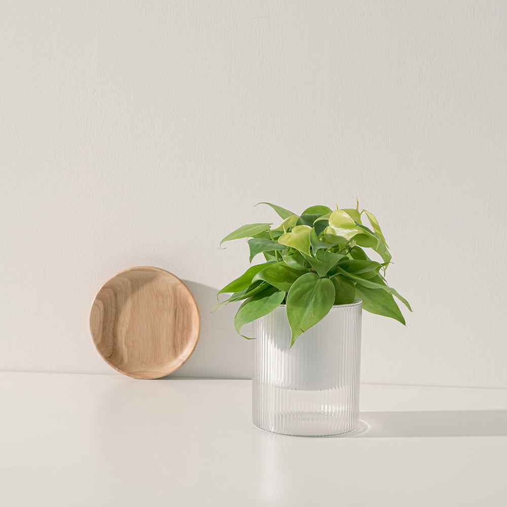 檸檬心葉蔓綠絨 | 水耕 | 好照顧 | 移除甲苯 | 無土栽培 | 室內植物