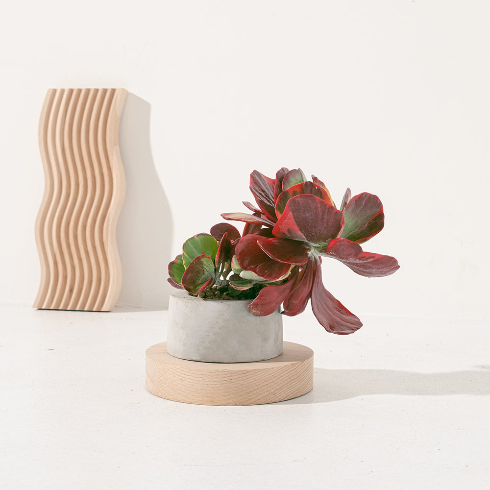 唐印 | 火紅色的葉片 | 凝聚財氣 | 破除壞運氣 | 一物一拍 | 陽光植物