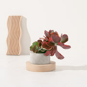 唐印 | 火紅色的葉片 | 凝聚財氣 | 破除壞運氣 | 一物一拍 | 陽光植物