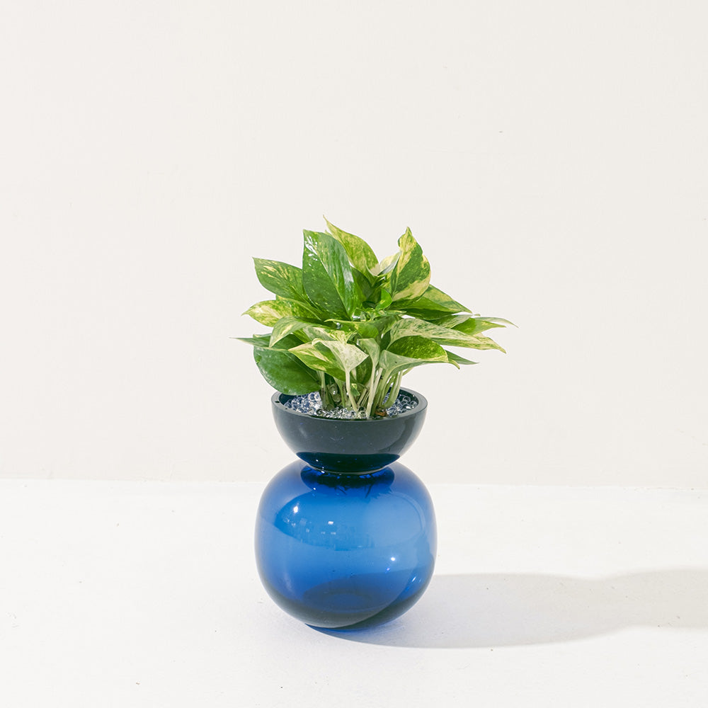 黃金葛盆栽 | 綠蘿 | 水耕|無土栽培 | 廁所OK | 室內植物