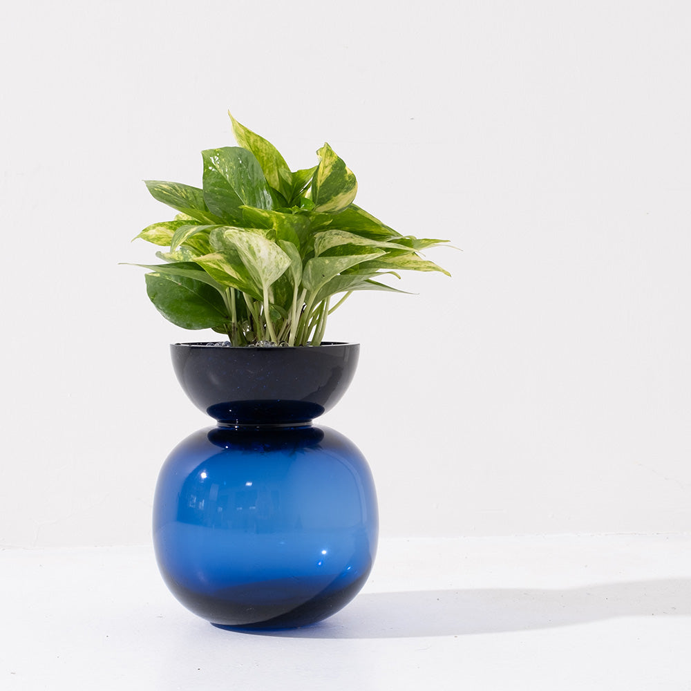 黃金葛盆栽 | 綠蘿 | 水耕|無土栽培 | 廁所OK | 室內植物