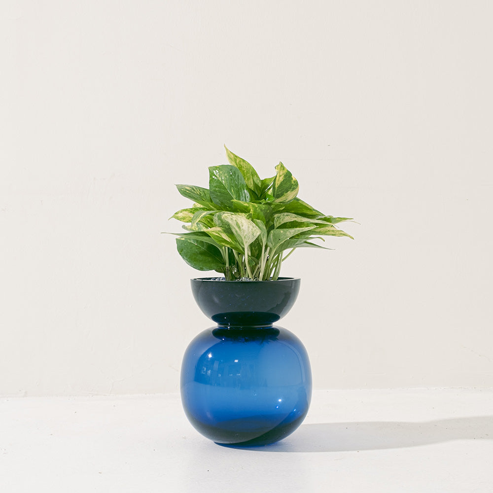 黃金葛盆栽 | 綠蘿 | 水耕|無土栽培 | 廁所OK | 室內植物