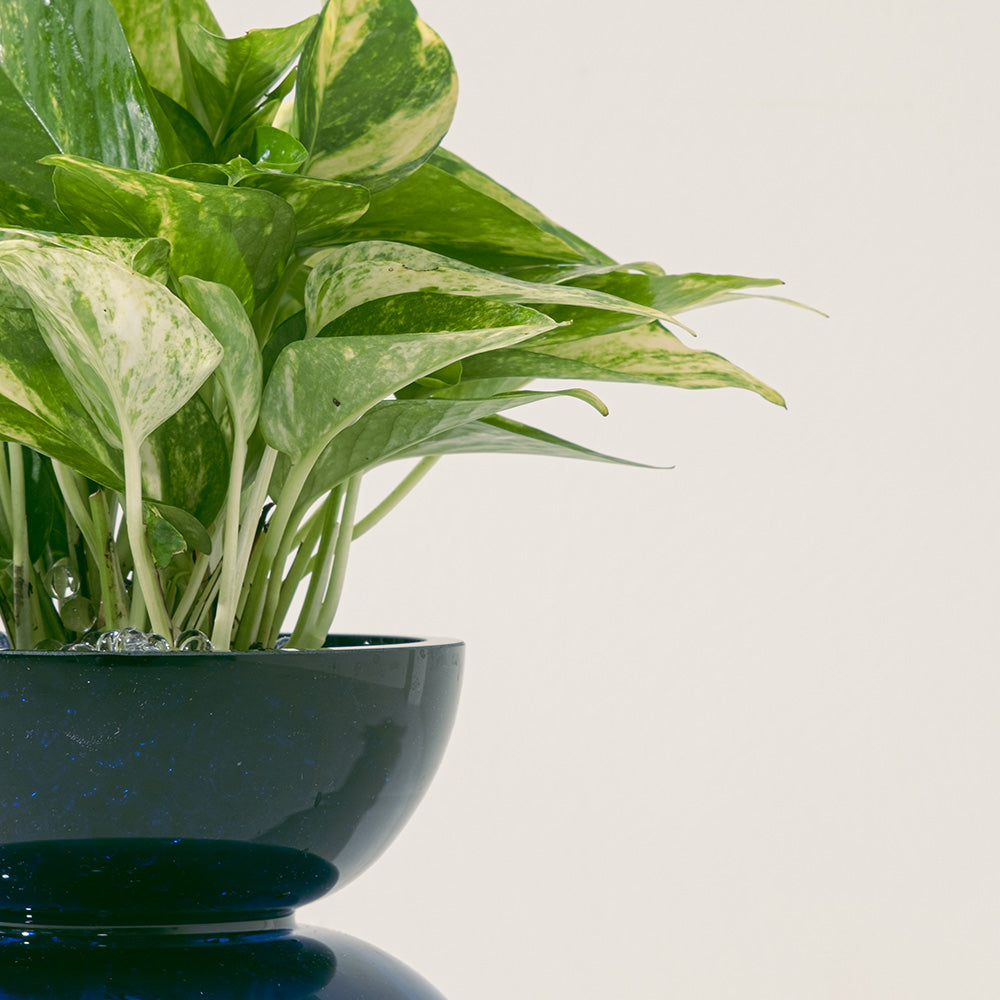 黃金葛盆栽 | 綠蘿 | 水耕|無土栽培 | 廁所OK | 室內植物