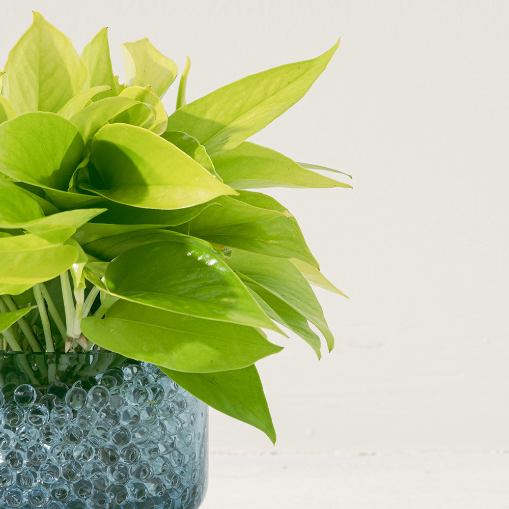 陽光黃金葛 | 水耕 | 無土栽培 | 廁所OK | 室內植物