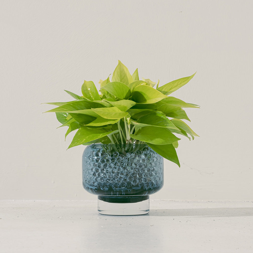 陽光黃金葛 | 水耕 | 無土栽培 | 廁所OK | 室內植物