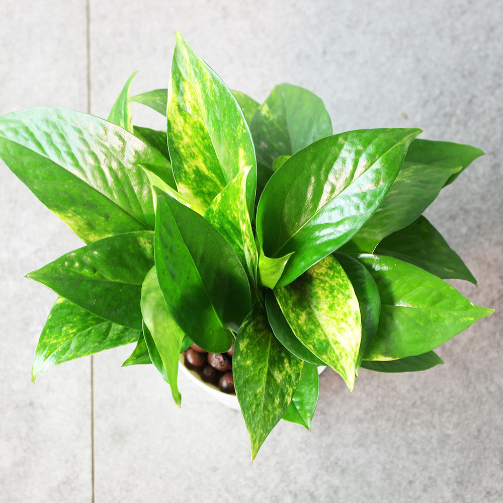 黃金葛盆栽 | 綠蘿 | 水耕|無土栽培 | 廁所OK | 室內植物