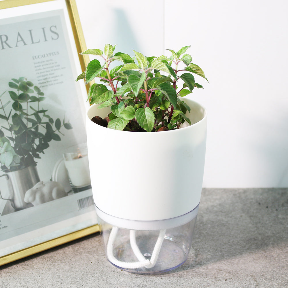 蜂香薄荷 | 水耕 | 薄荷味的佛手柑 | 奧斯威戈茶 | 可以泡茶 | 無土栽培 | 陽光植物