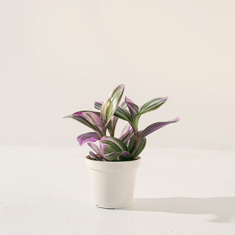 油畫婚禮吊蘭 | 霓虹水竹草 | 粉紅色的葉片 | 新娘禮服 | 室內植物 | 土耕