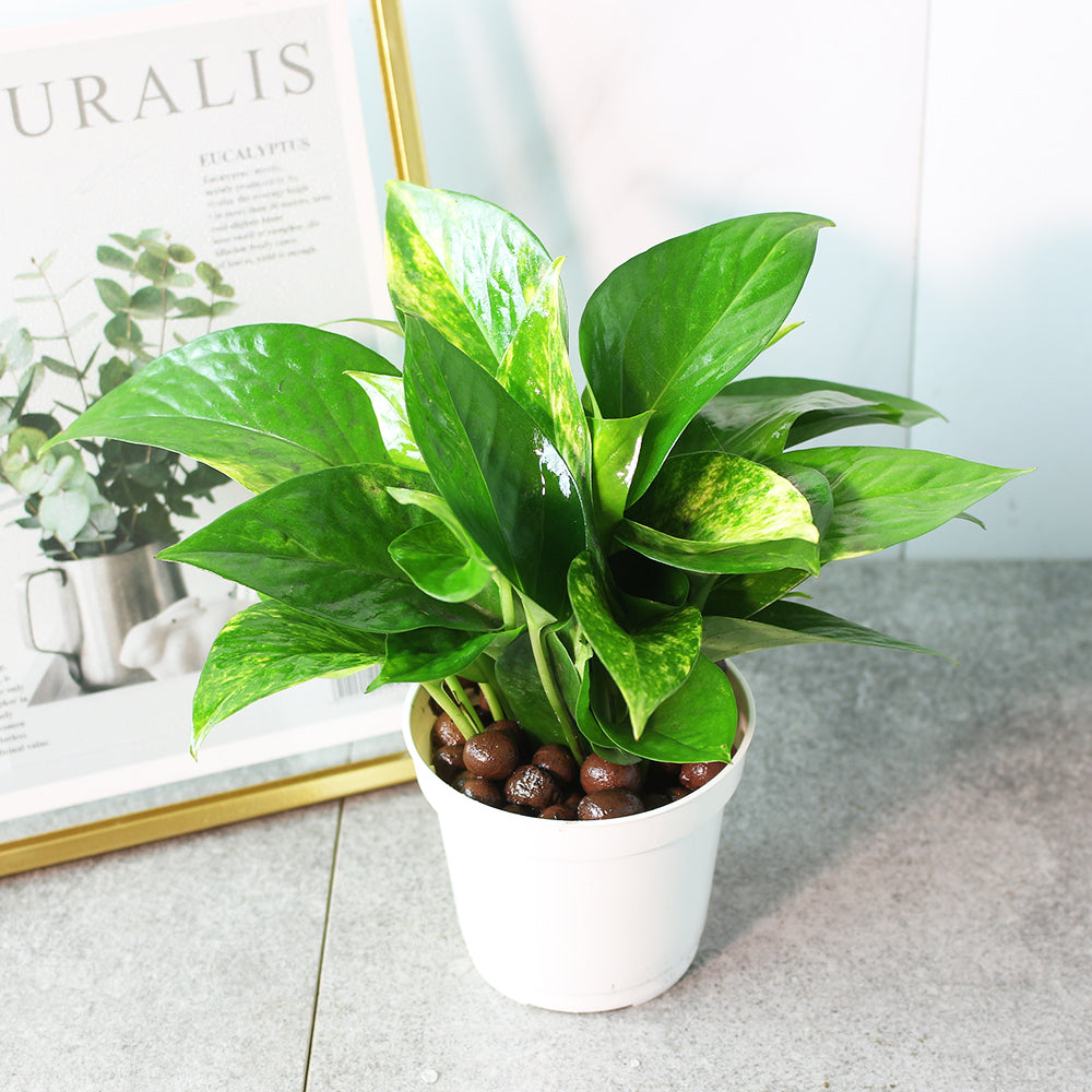 黃金葛盆栽 | 綠蘿 | 水耕|無土栽培 | 廁所OK | 室內植物