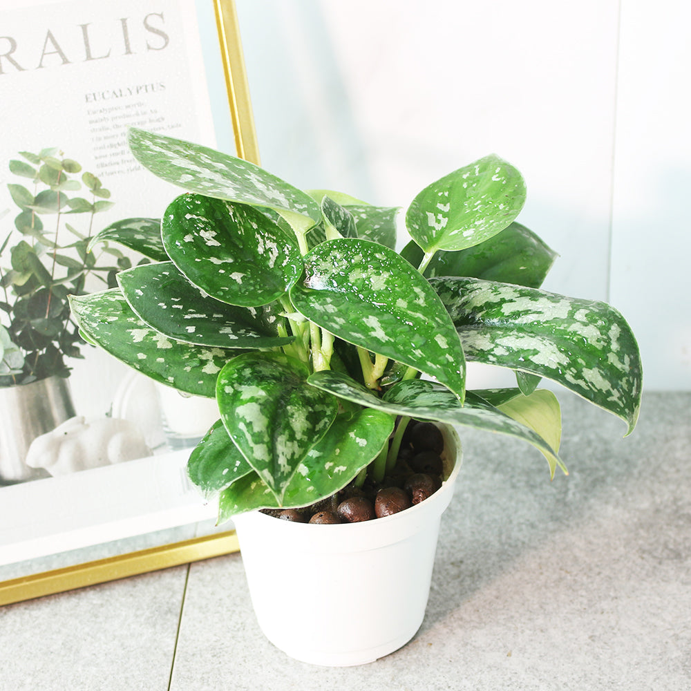 銀葉黃金葛| 水耕| 銀藤| 美麗的銀色斑點| 無土栽培| 室內植物– 森林有塊田