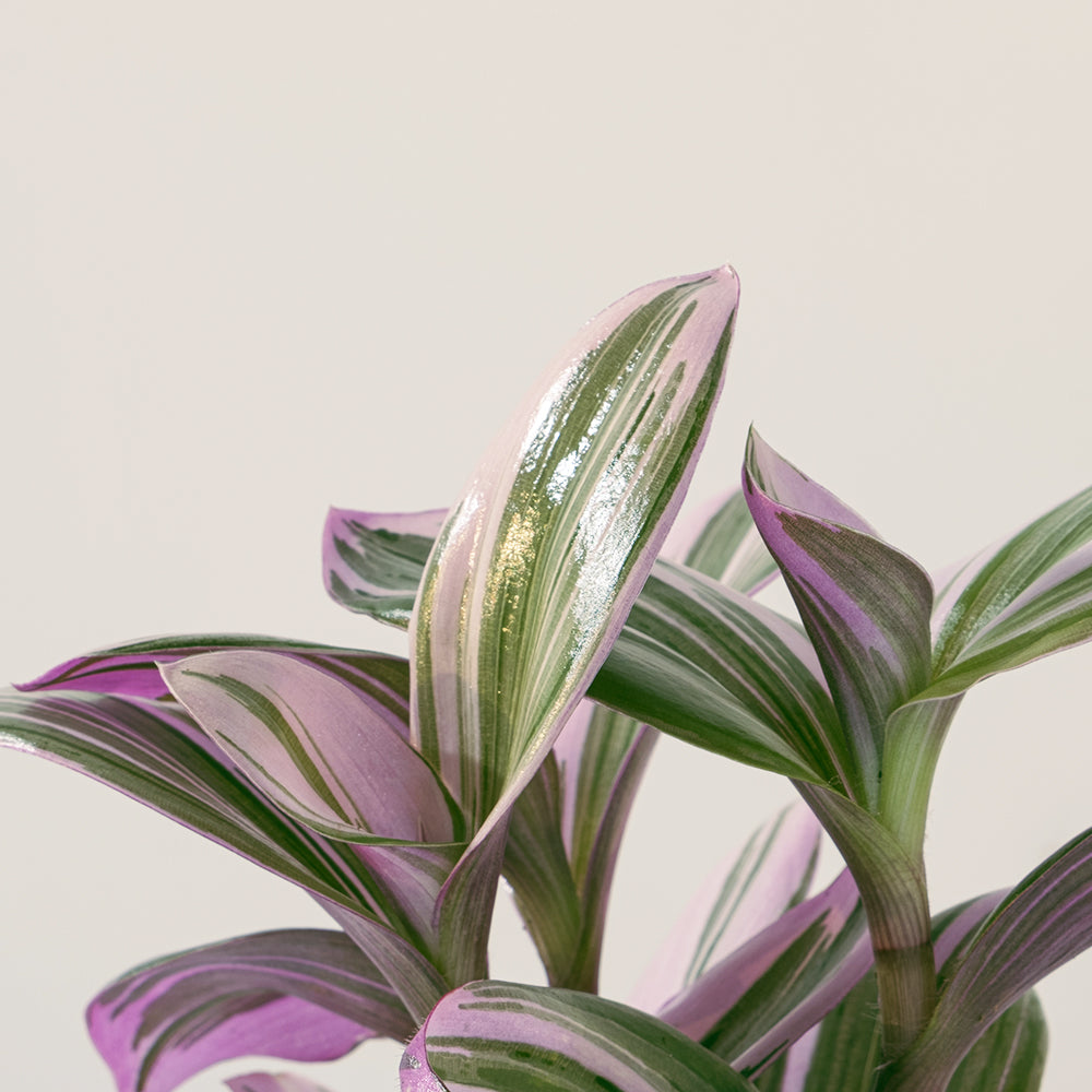 油畫婚禮吊蘭 | 霓虹水竹草 | 粉紅色的葉片 | 新娘禮服 | 室內植物 | 土耕