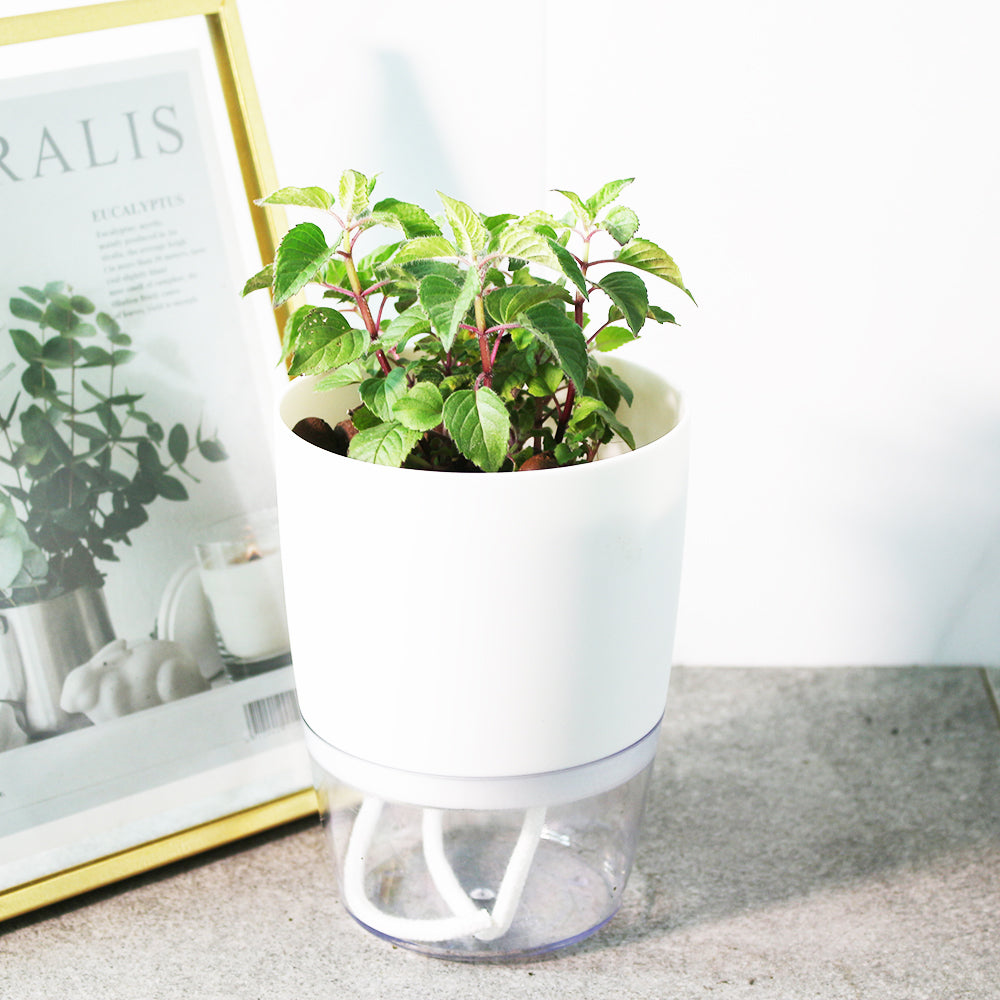 蜂香薄荷 | 水耕 | 薄荷味的佛手柑 | 奧斯威戈茶 | 可以泡茶 | 無土栽培 | 陽光植物