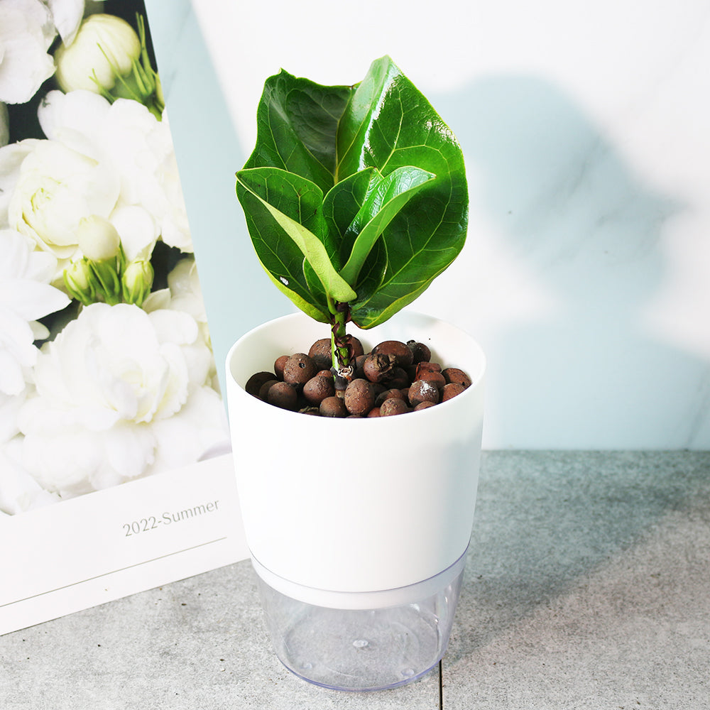 琴葉榕 | 水耕 | 提琴樹 | 淨化空氣 | 維持濕度 | 無土栽培 | 室內植物