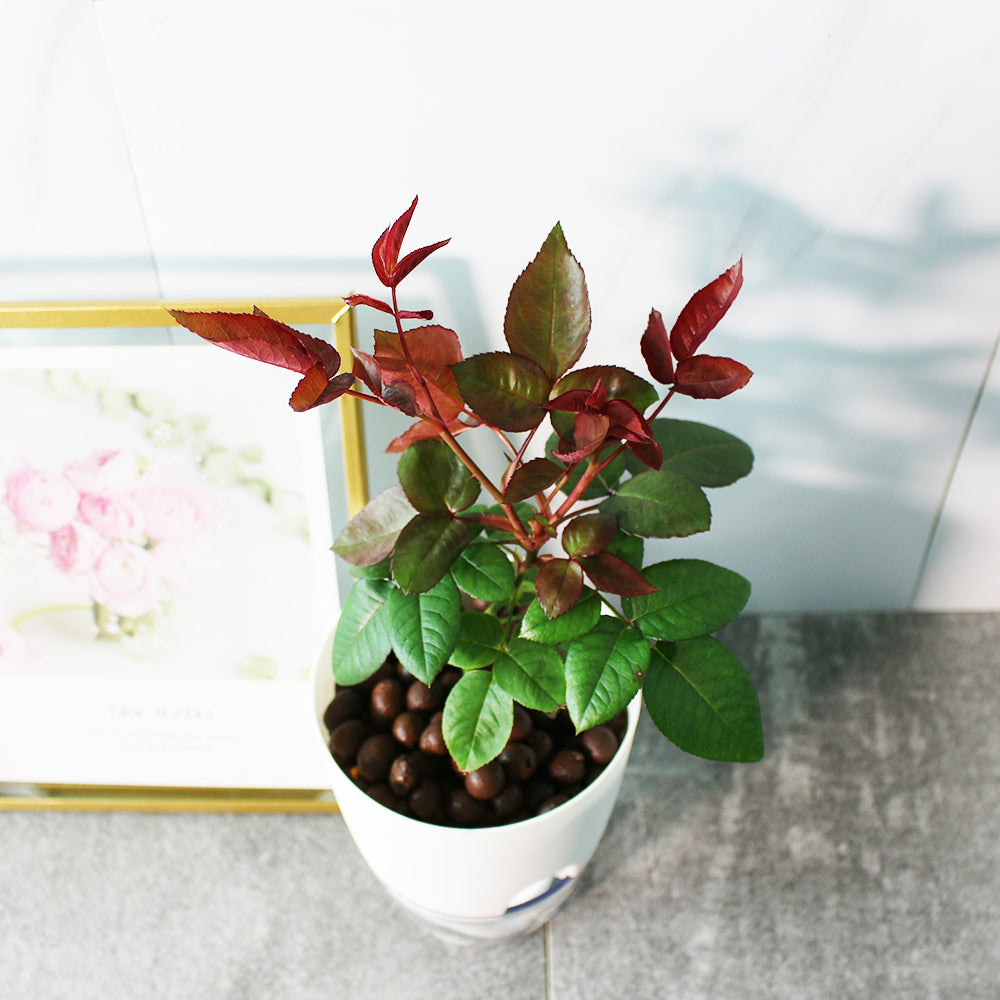 蜜妮玫瑰 | 水耕|可食用、紅色、少刺|荔枝香氣 | 無土栽培|陽光植物