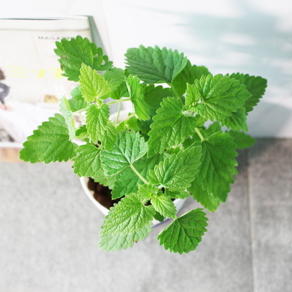 白花貓薄荷|水耕|貓荊芥|貓咪最愛|花和葉都可泡茶|無土栽培|陽光植物