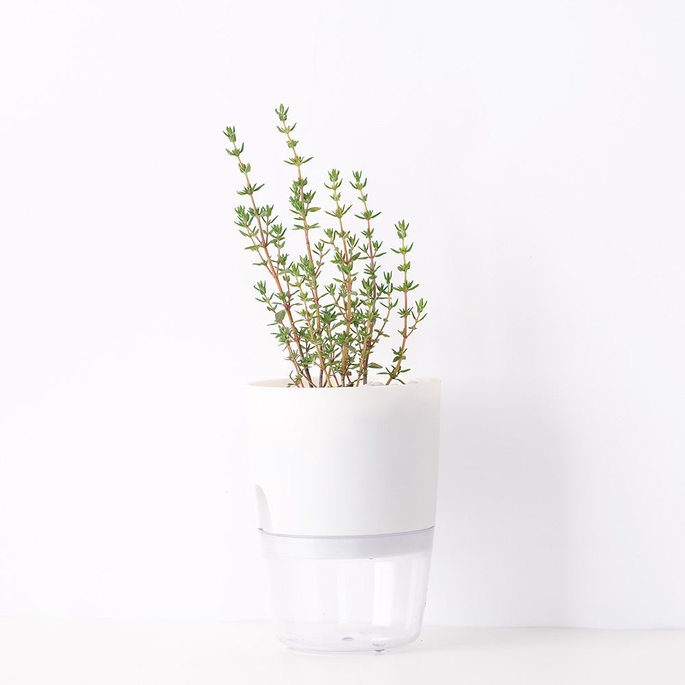 早花百里香 | 水耕 | 開紅花的品種 | 百里香之母 | 無土栽培 | 陽光植物