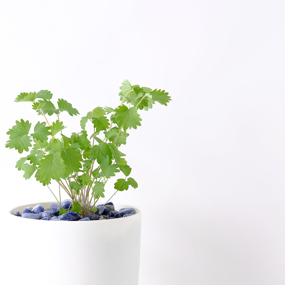 小地榆 | 水耕 | 做沙拉、醬汁、調酒 、泡茶 | 溫和的黃瓜味 | 無土栽培 | 陽光植物