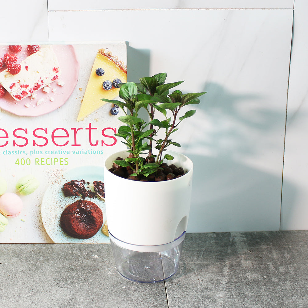 萊姆薄荷 | 水耕 | 泡茶 | 檸檬水 | 沙拉 | 無土栽培 | 陽光植物